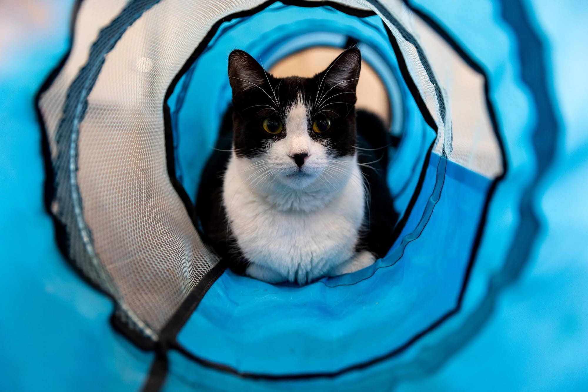 A black and white cat rests in a bright blue fabric tunnel.