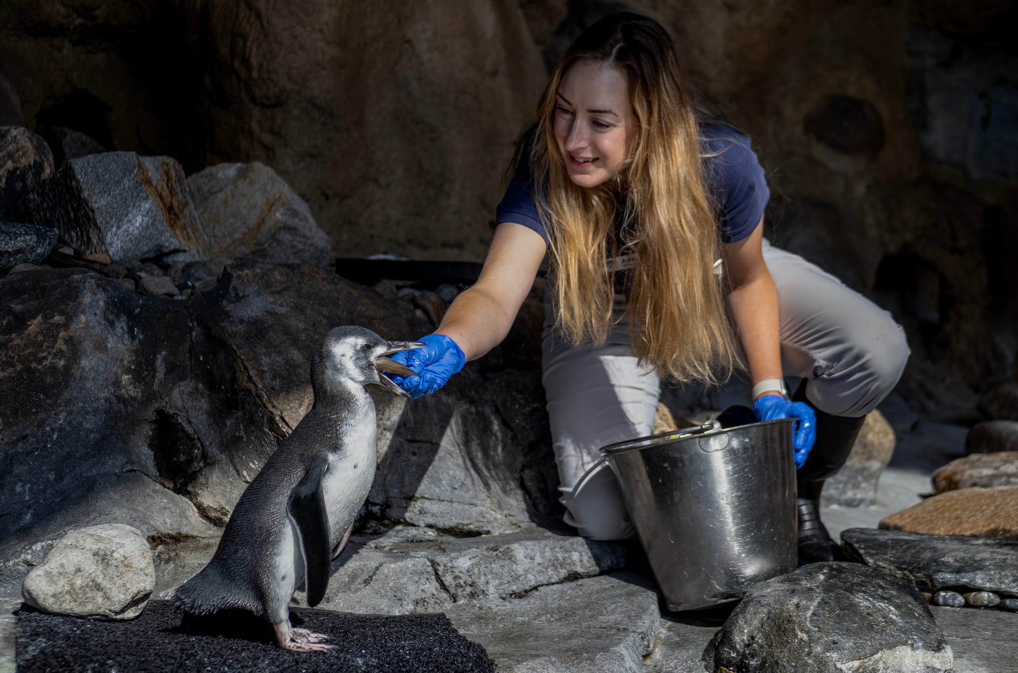 A woman hands a penguin a tiny fish from a bucket.