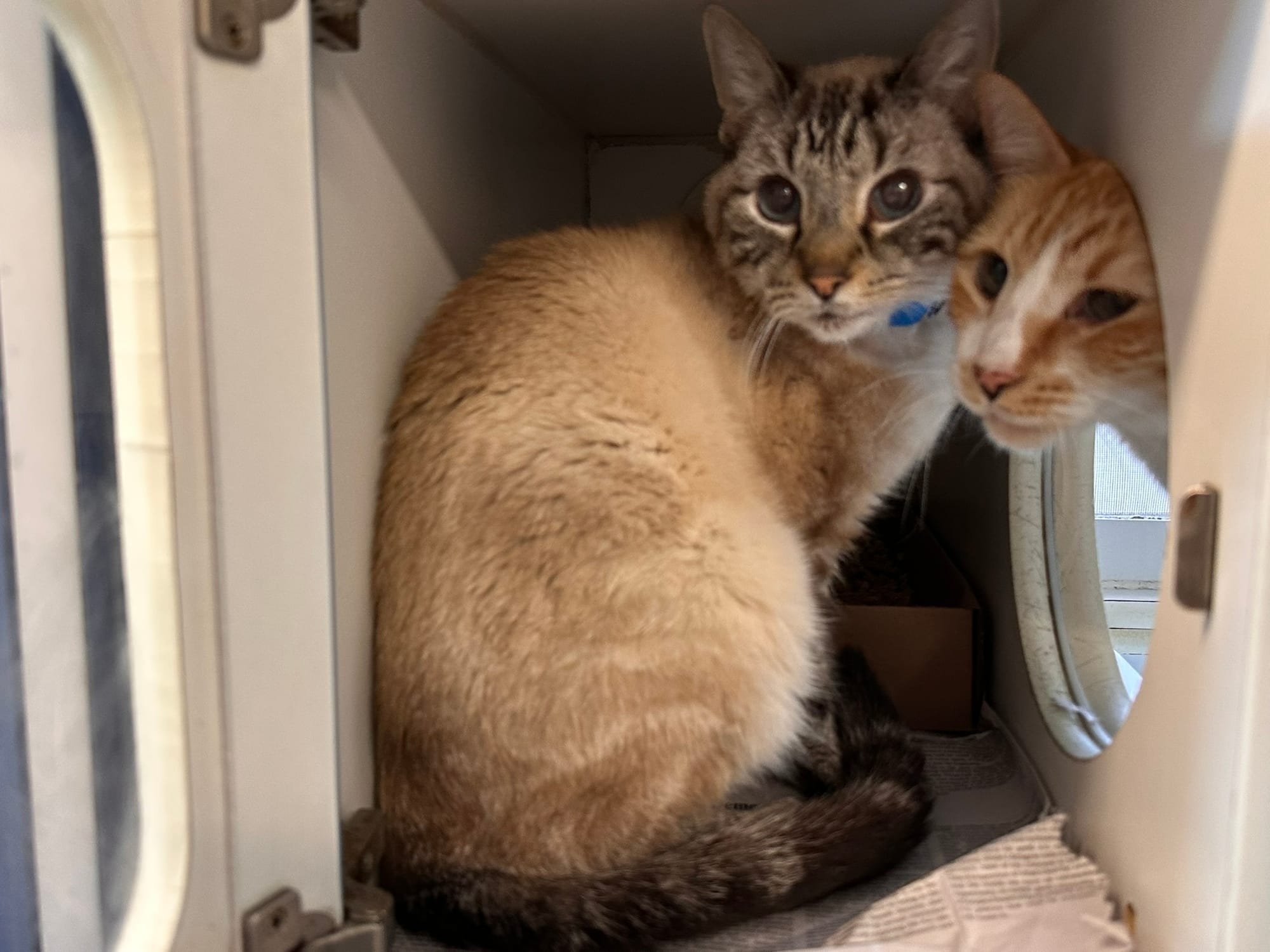 One cat sits in a box while another cats tries get next to it.