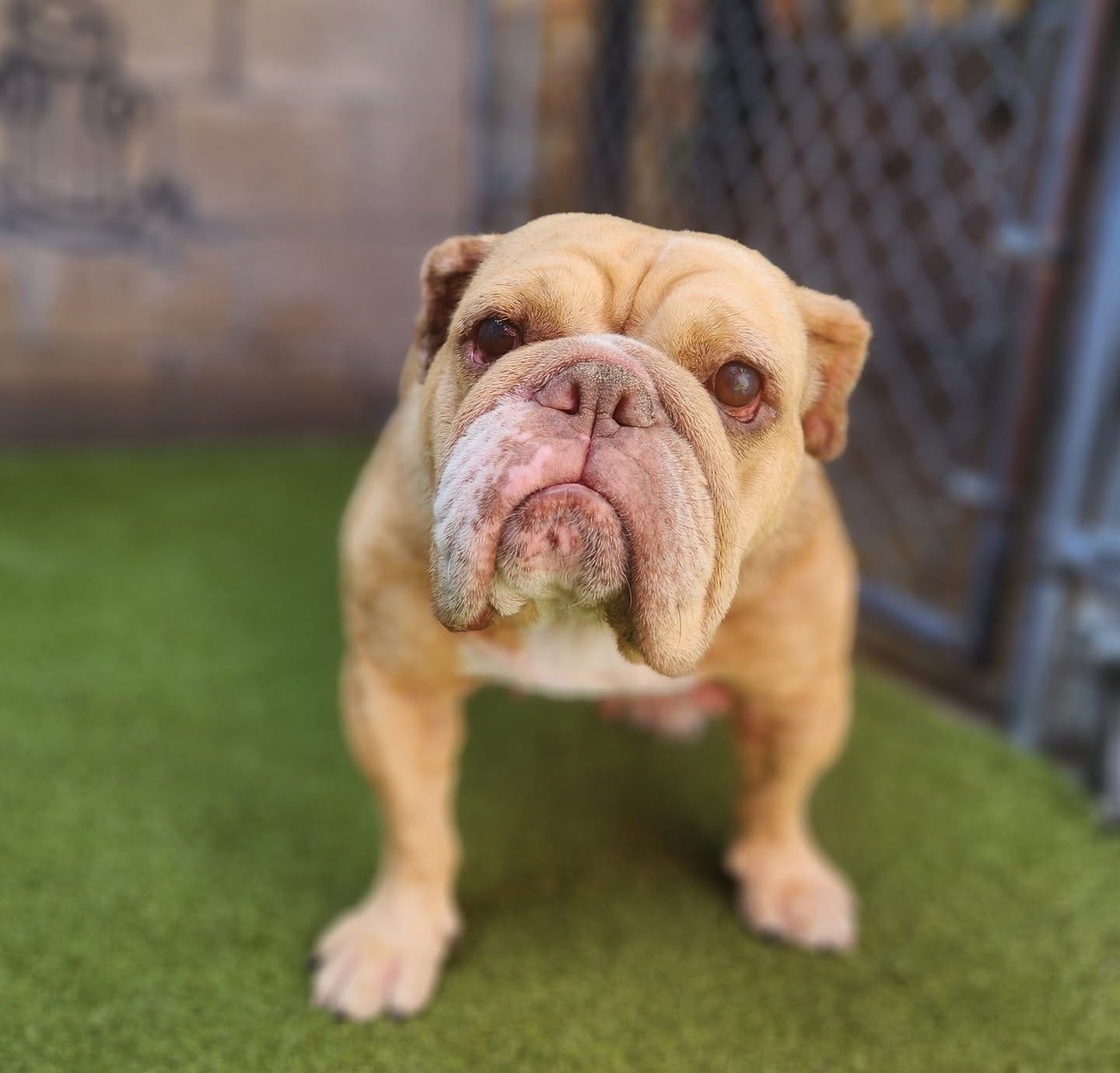A beige bulldog stands on green turf while looking at the viewer.