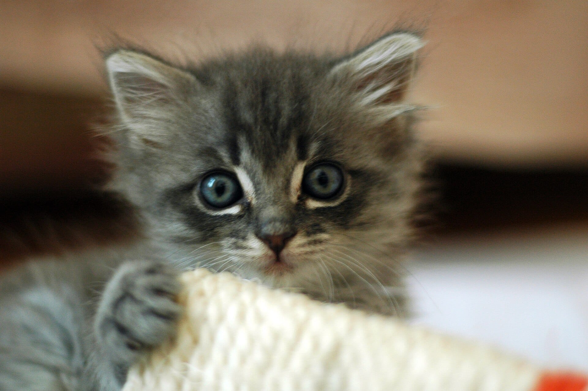 A little gray kitten looks at the viewer.