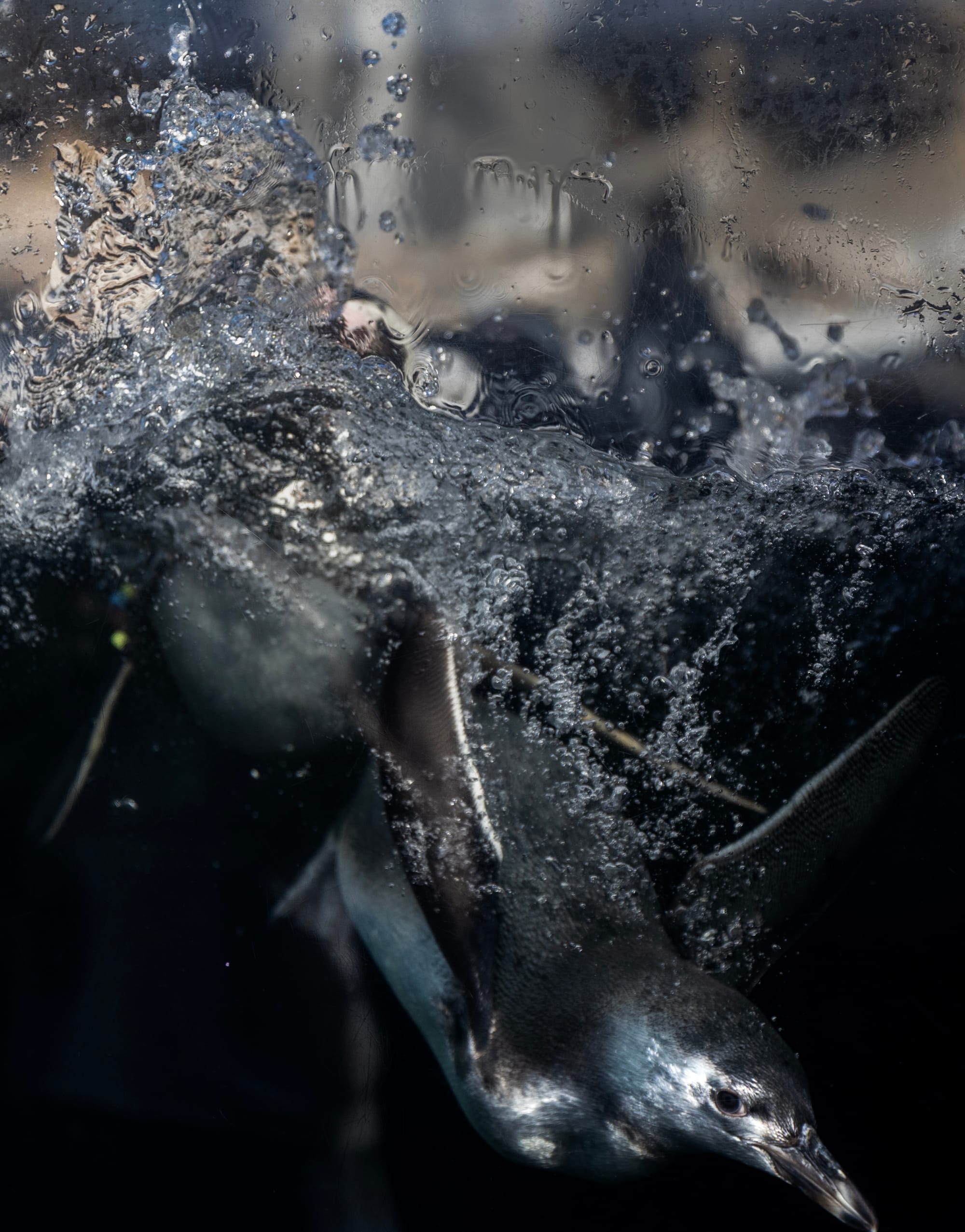 Bubbles surround a penguin as it swims in dark water.