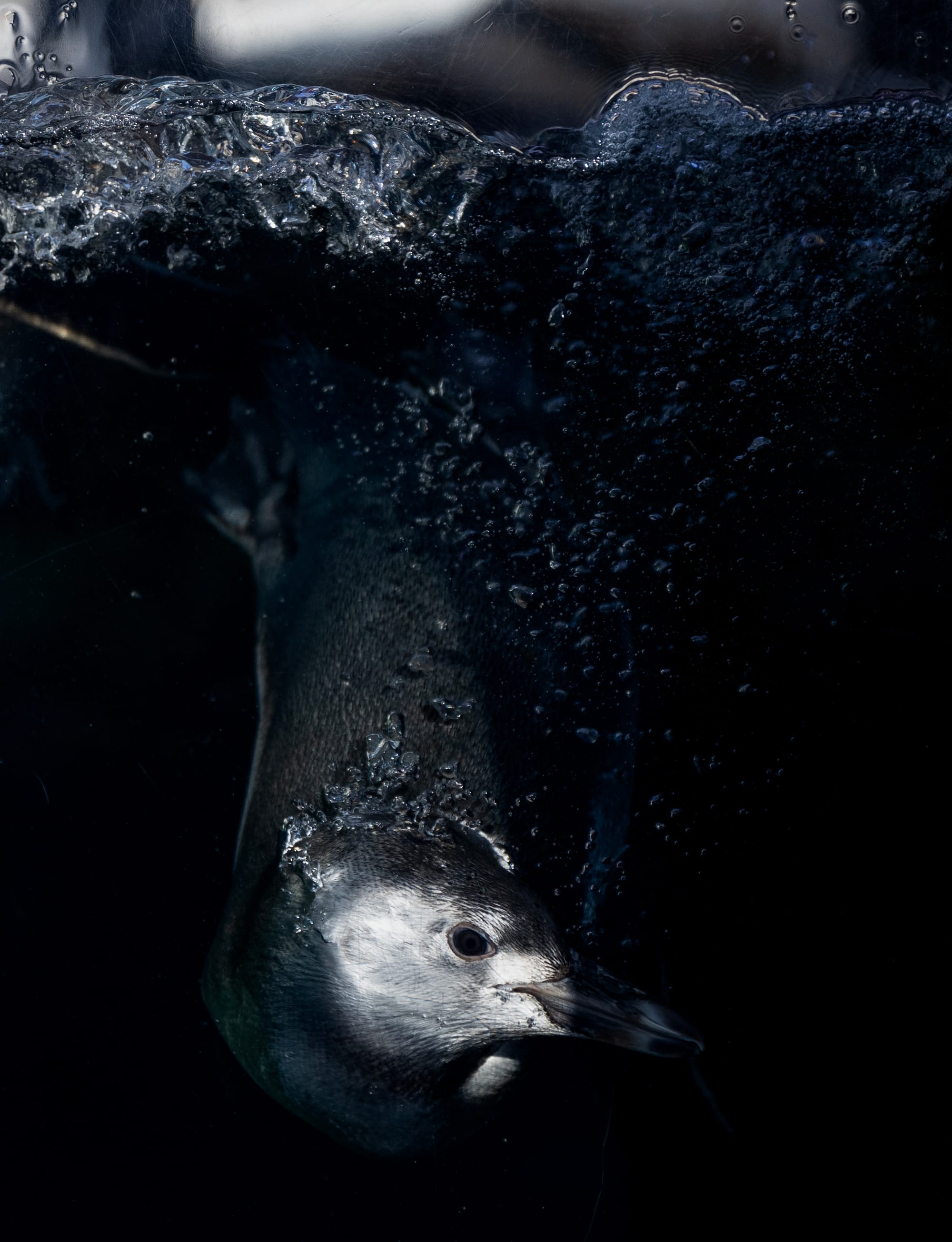 A penguin swims in darkness.