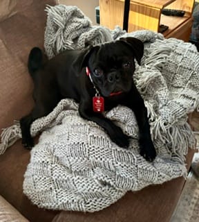 A small black dog sits on a bunched up white blanket.