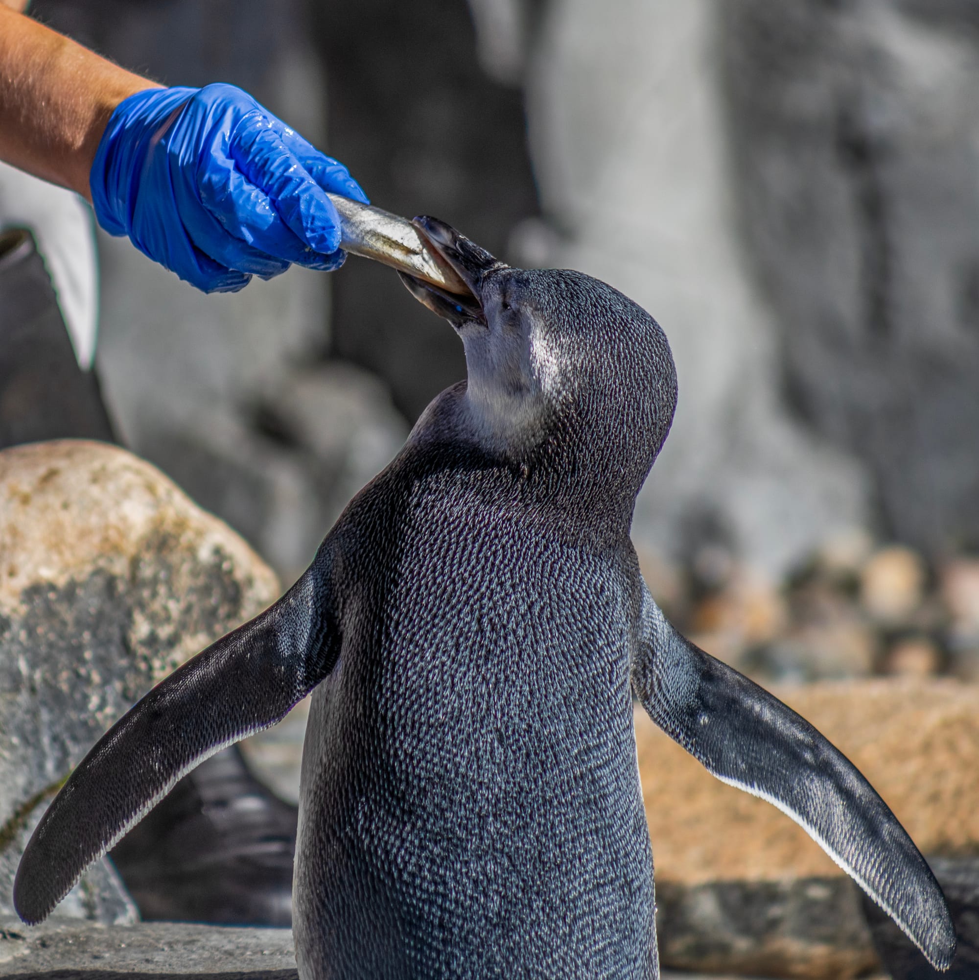 A hand wearing a blue glove feeds a fish to a penguin.