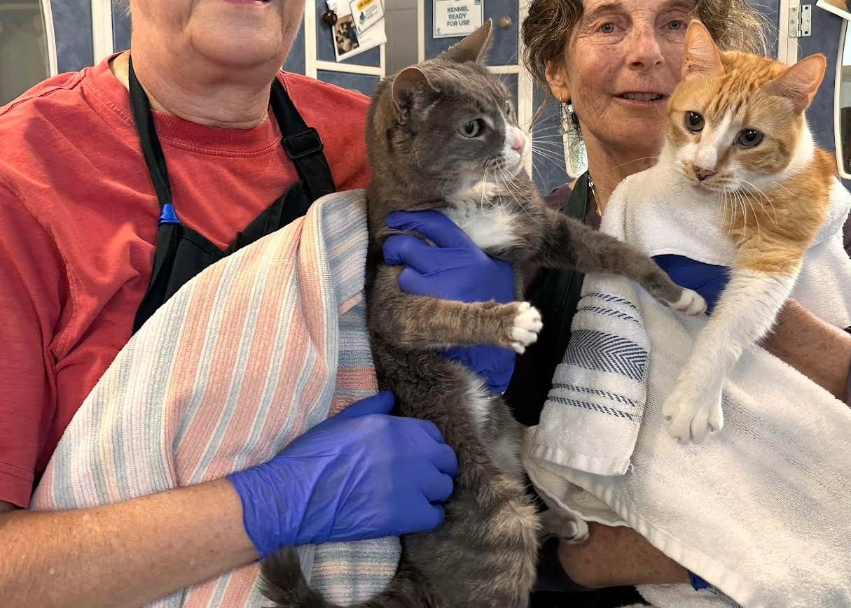 Two people hold up two cats.