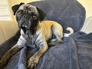A small dog with a black face sits on a gray blanket.