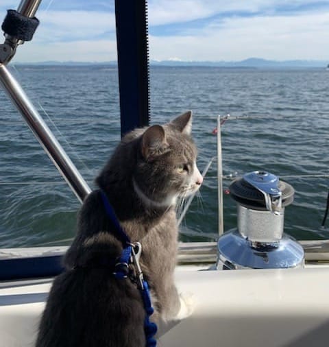 A gray cat with a blue leash sits on a boat in the ocean near an island.