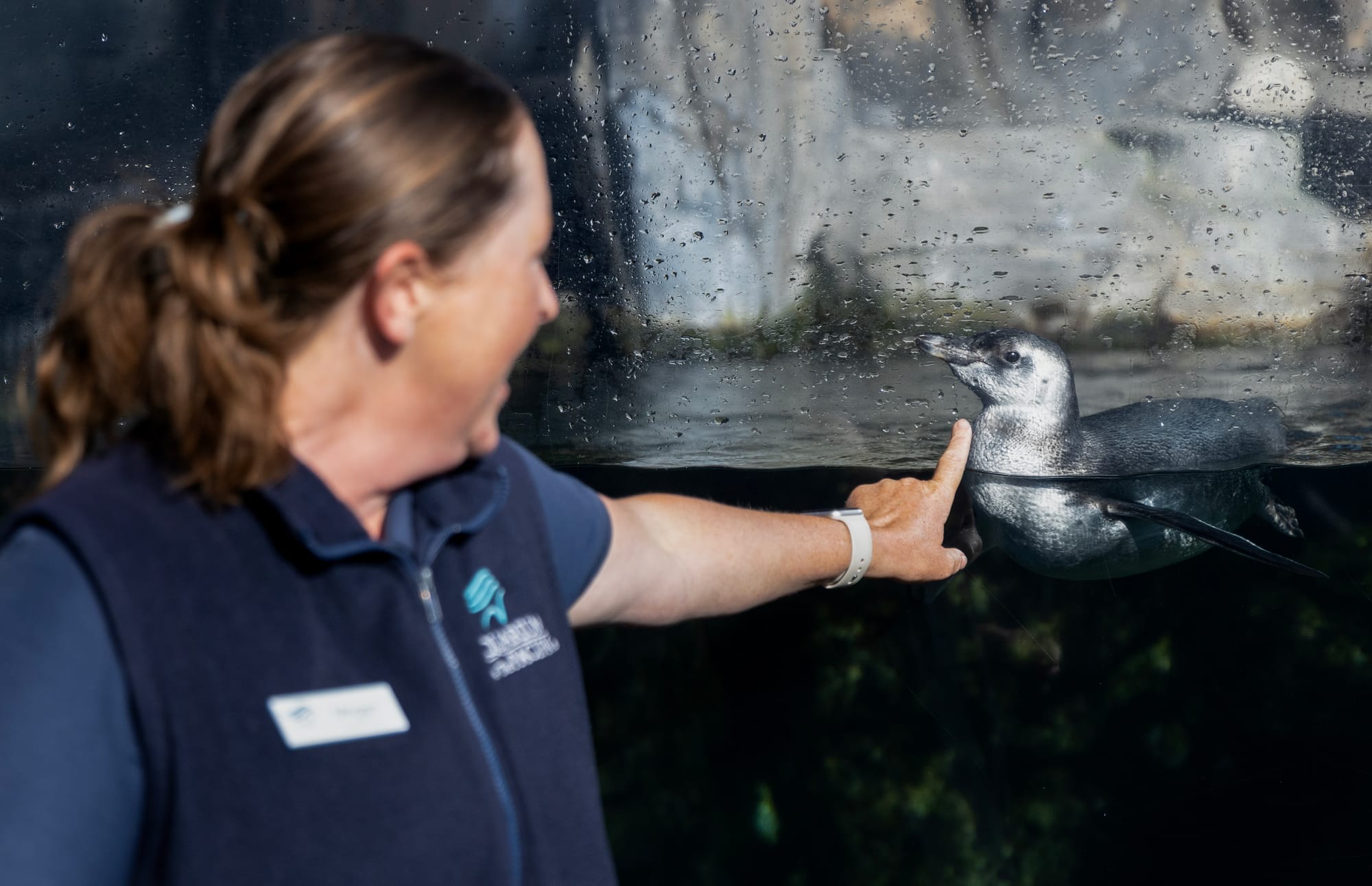 A woman points to a penguin swimming in an aquarium tank.