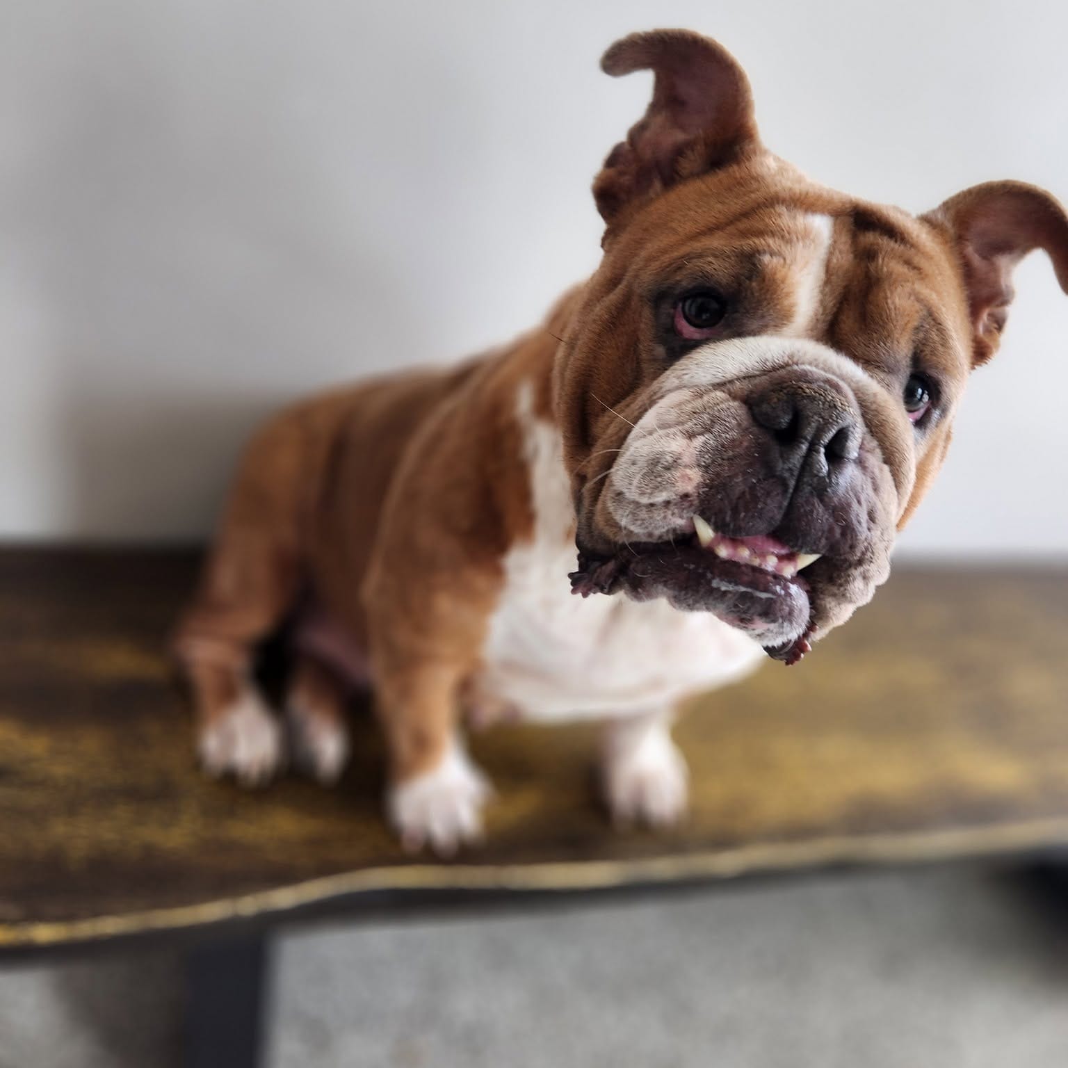 A brown and white bulldog leans to one side while looking at the viewer.