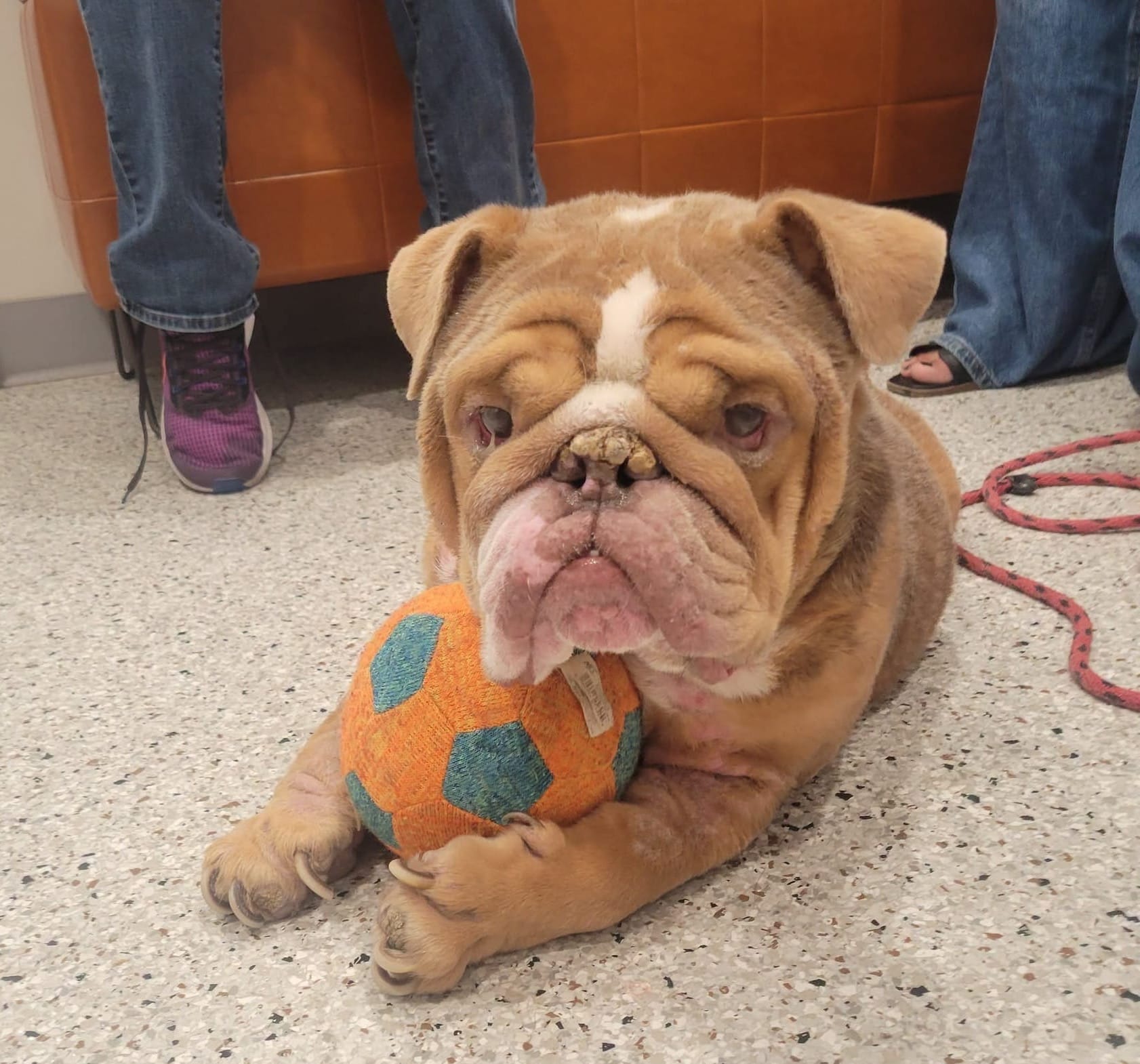A beige bulldog lies on the floor while clutching an orange soccer ball toy.