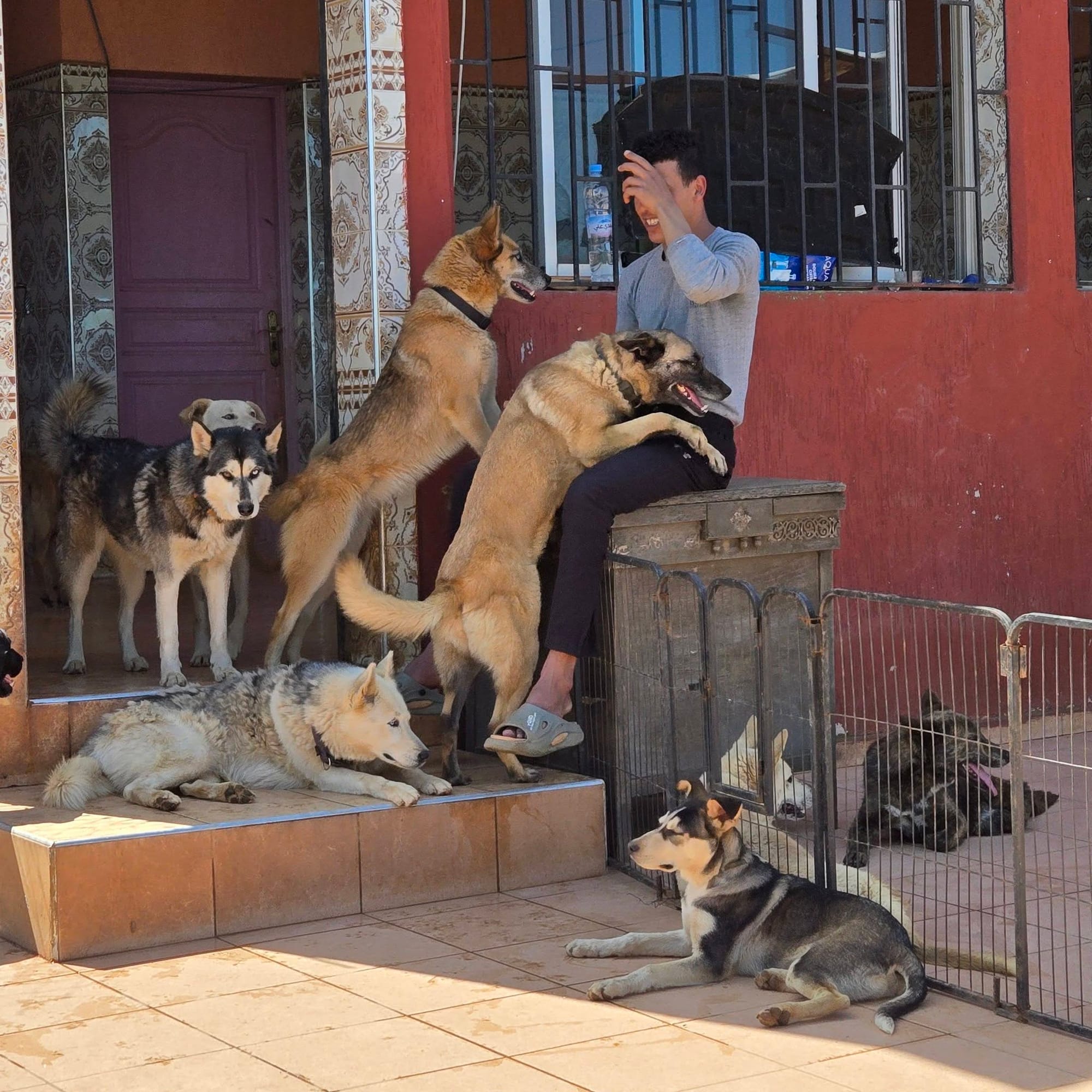 A laughing man sits outside on a box near nine dogs.