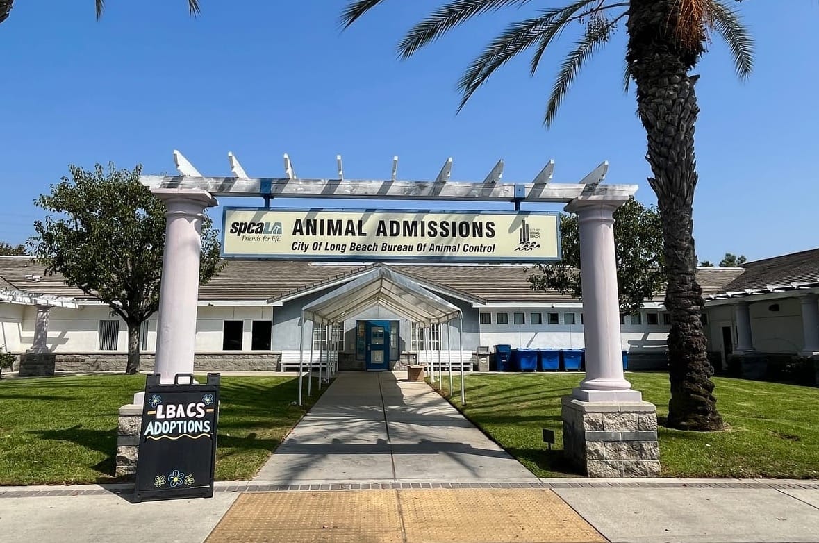 A white arch outside next to a palm tree that says "SPCALA Animal Admissions."