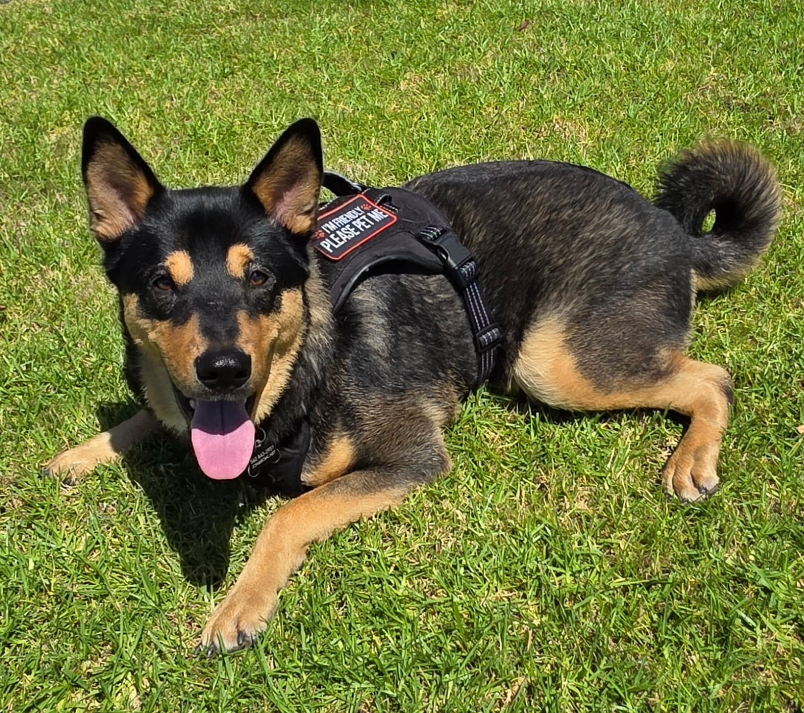 A black and beige dog lays down on the grass outside.