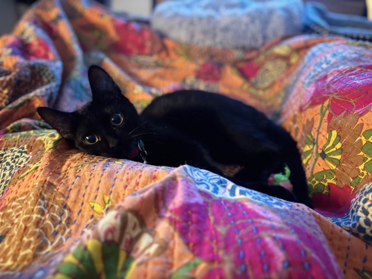 A black cat lays down on a colorful blanket.