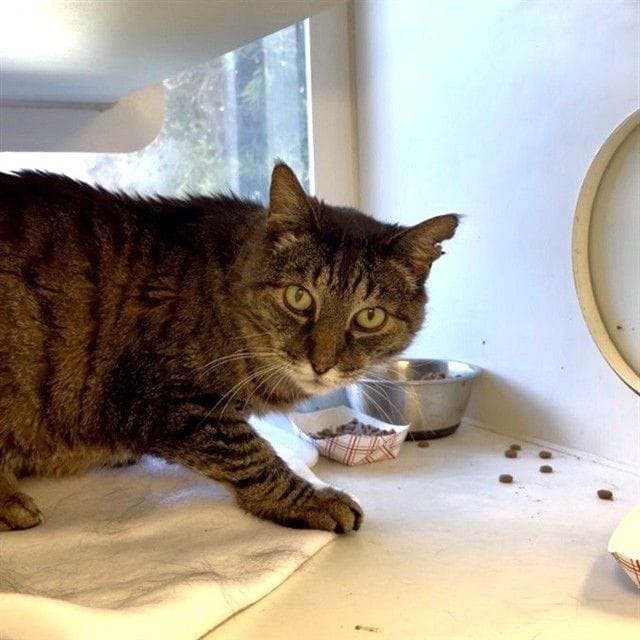 A brown and black cat looks at the viewer with skepticism.