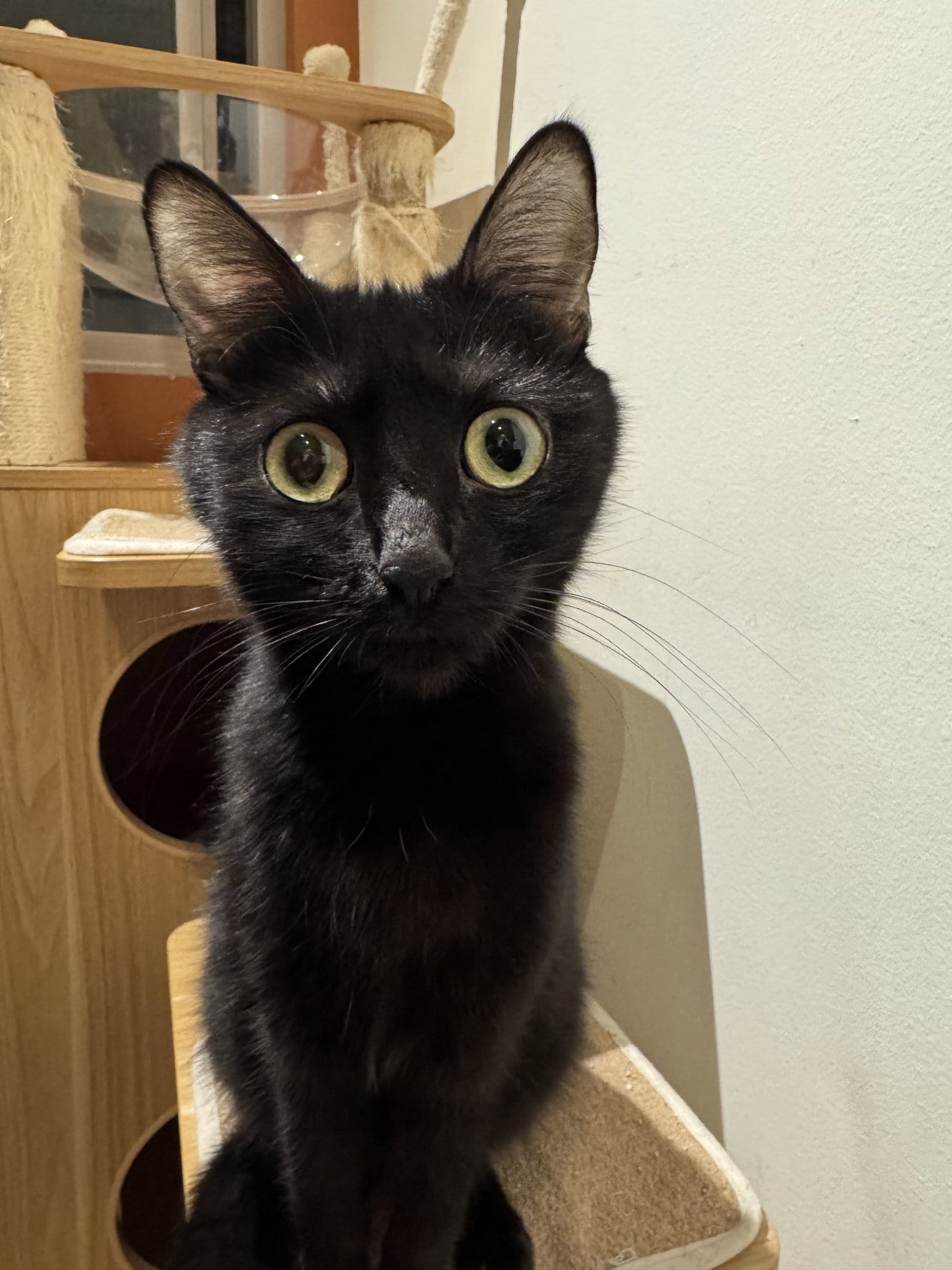 A gorgeous black cat stares right into the viewer's soul.
