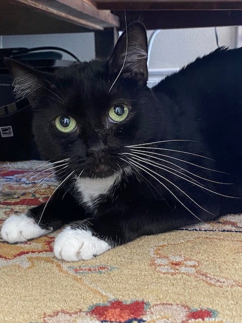 A black and white cat lays down on a yellow rug under a piece of furniture.