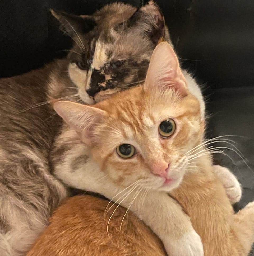 A speckled gray cat rests her head on a beige cat's head.