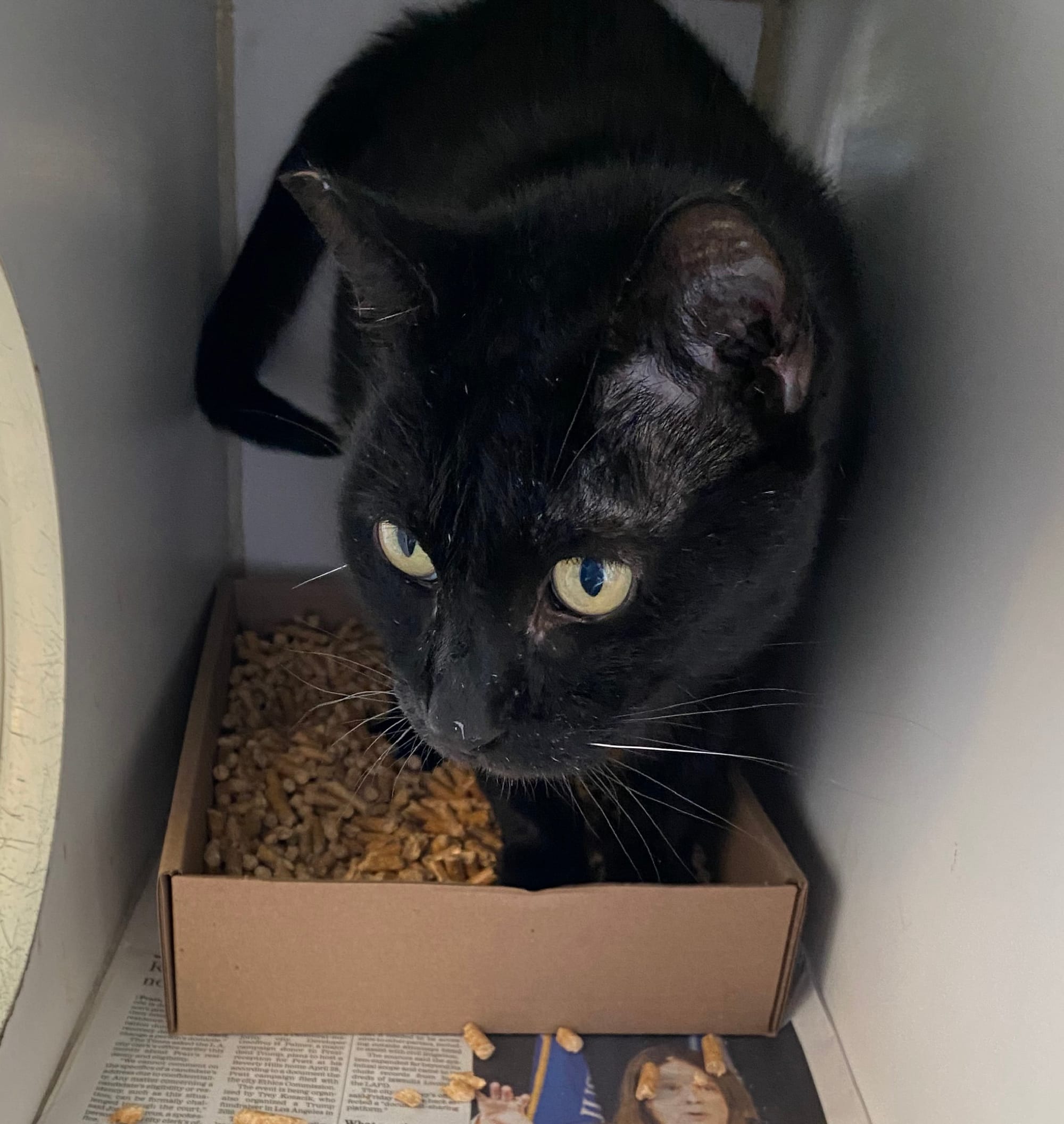 A black cat stands in a small box filled with small pellets.