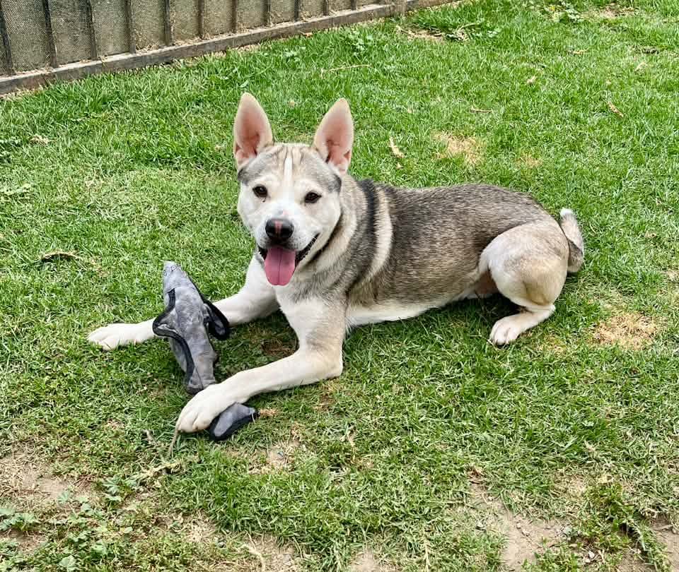 A white and gray dog lays outside on the grass with a toy shark.