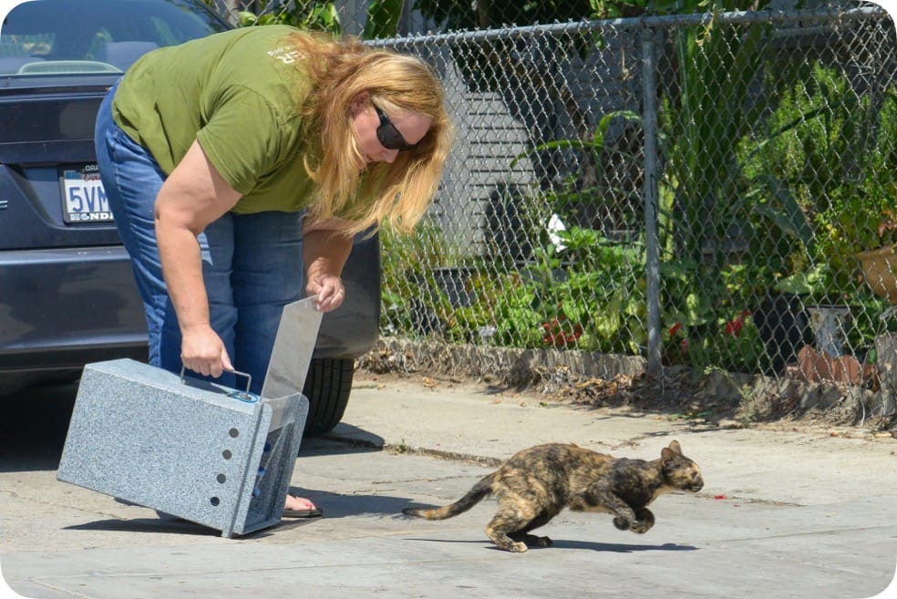 A brown and beige stray cat attempts to run from a woman with a humane trap.
