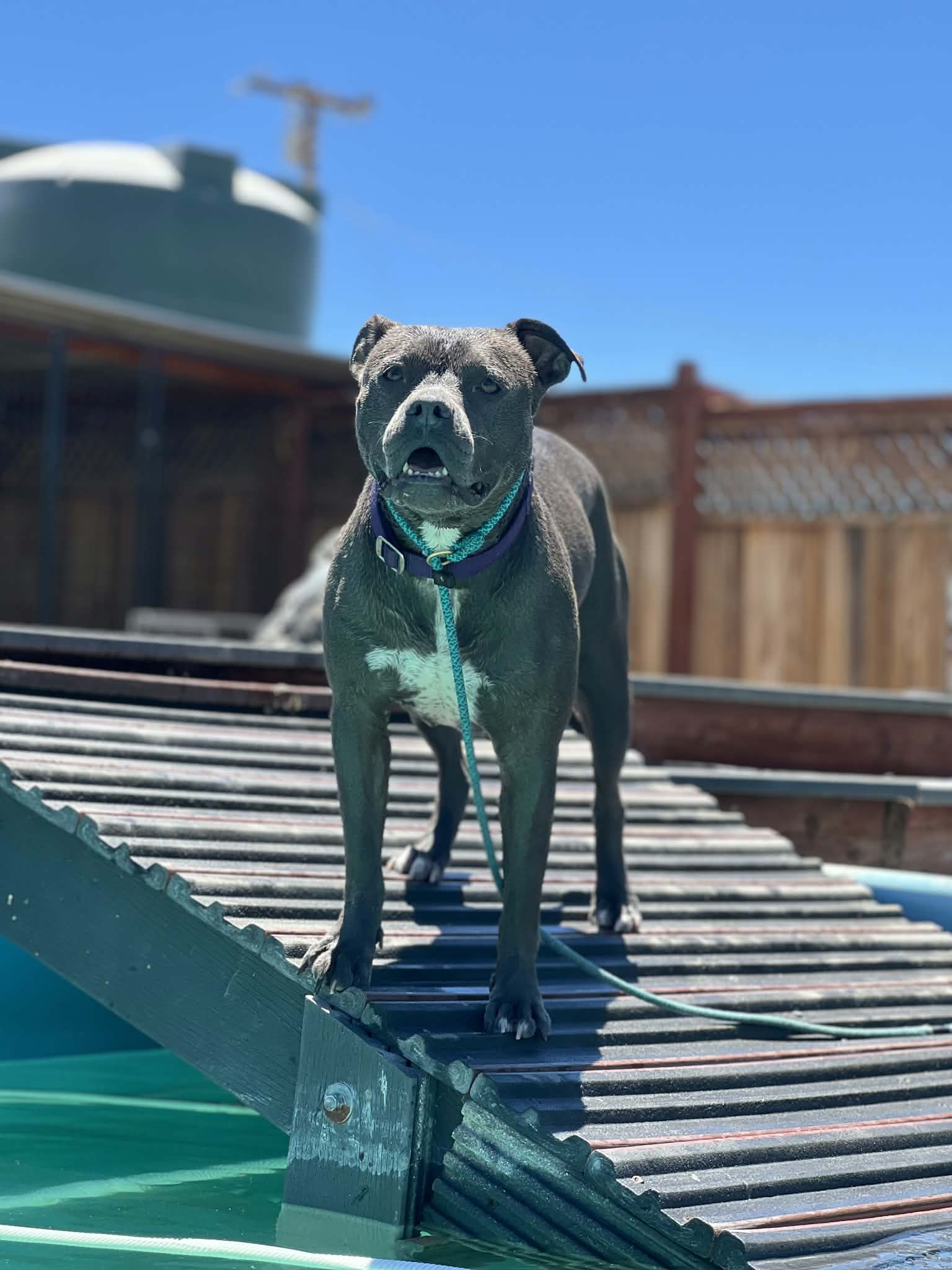 A gray dog stands on a ramp outside in the sun.