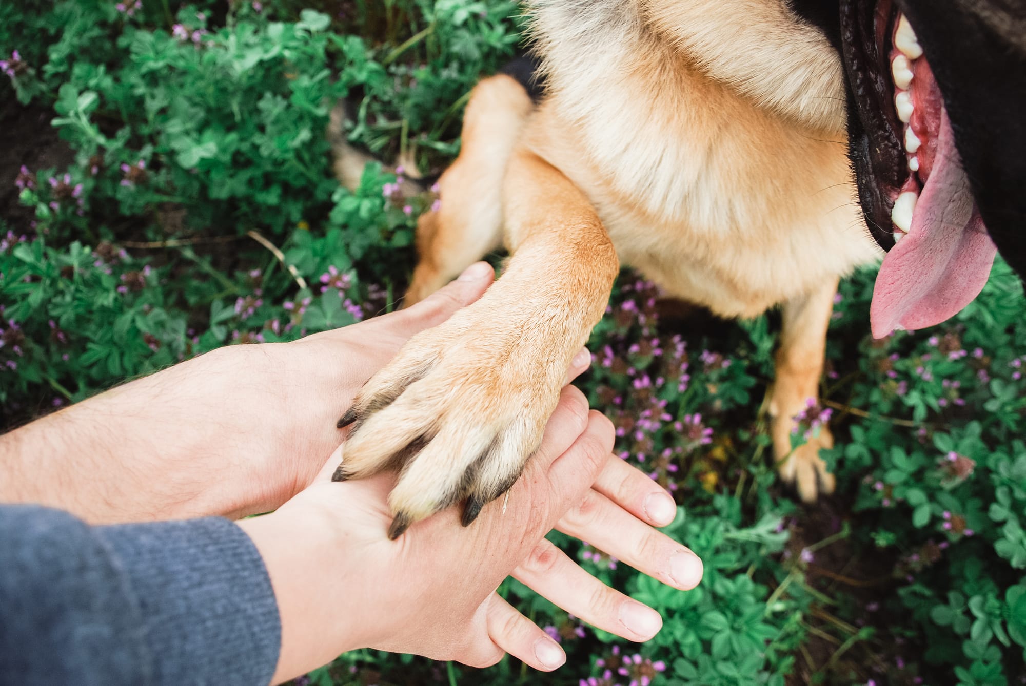 A dog sitting in green plants places its paw on a person's outstretched hands.