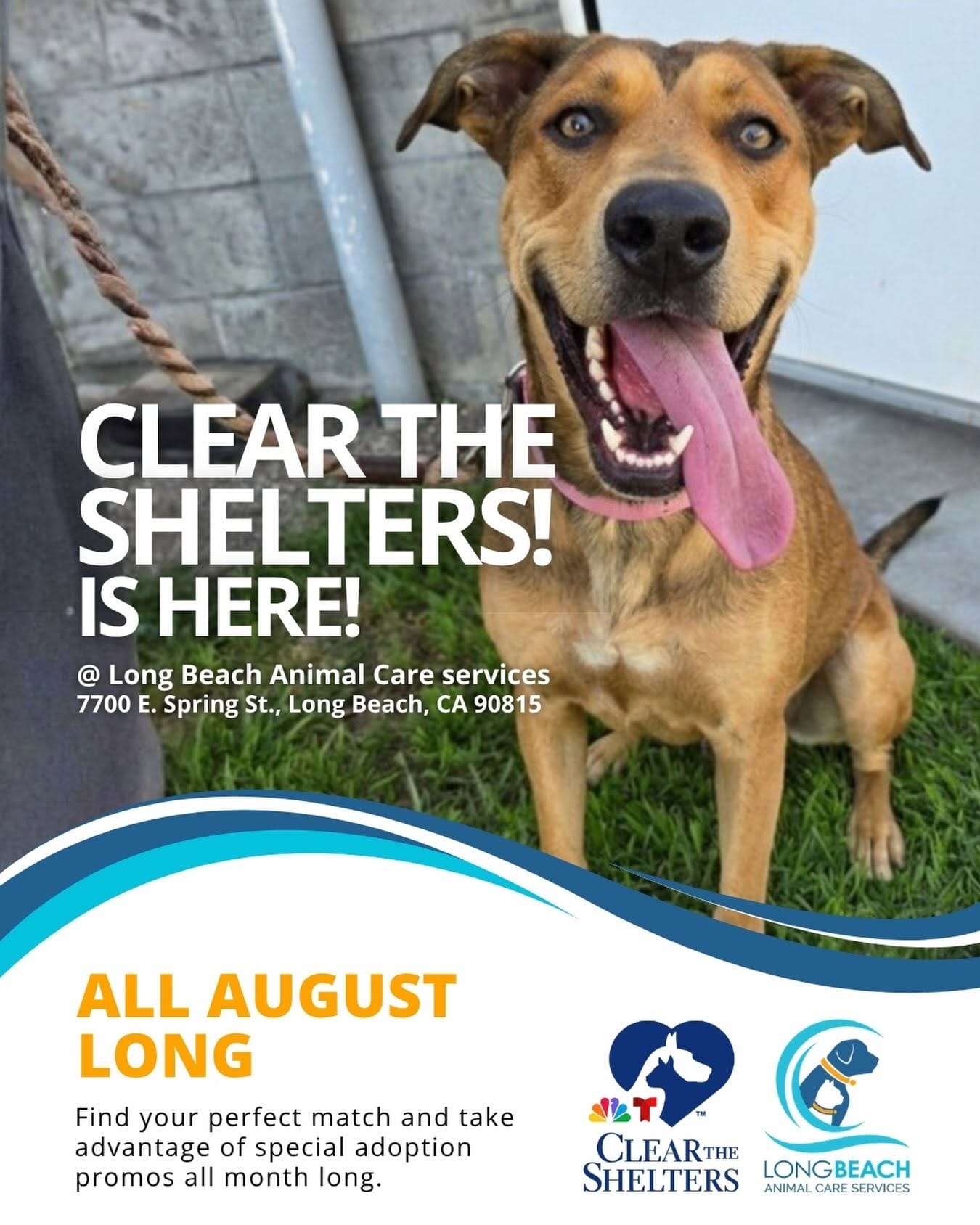 Graphic showing a happy brown dog with its tongue hanging out with the words "Clear the Shelters! is here!"
