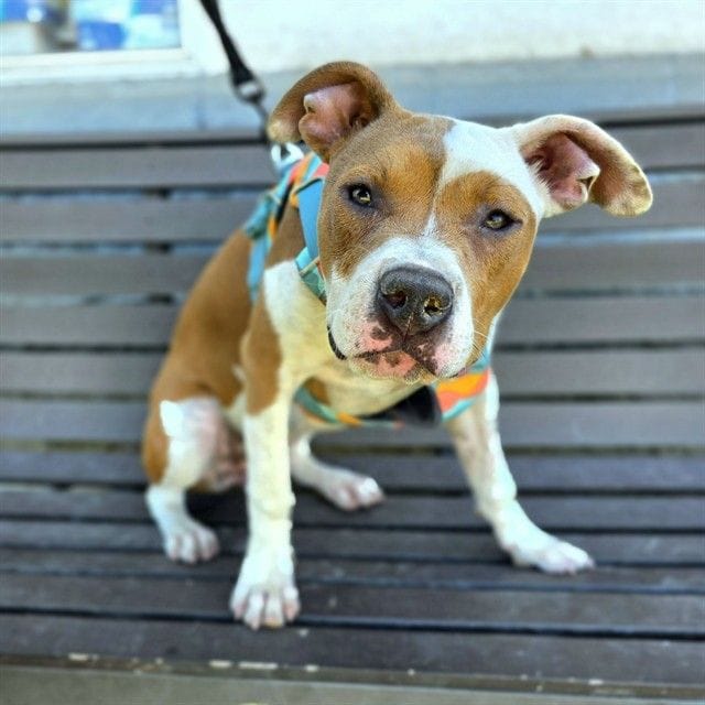 A sweet dog sits on a bench outside.