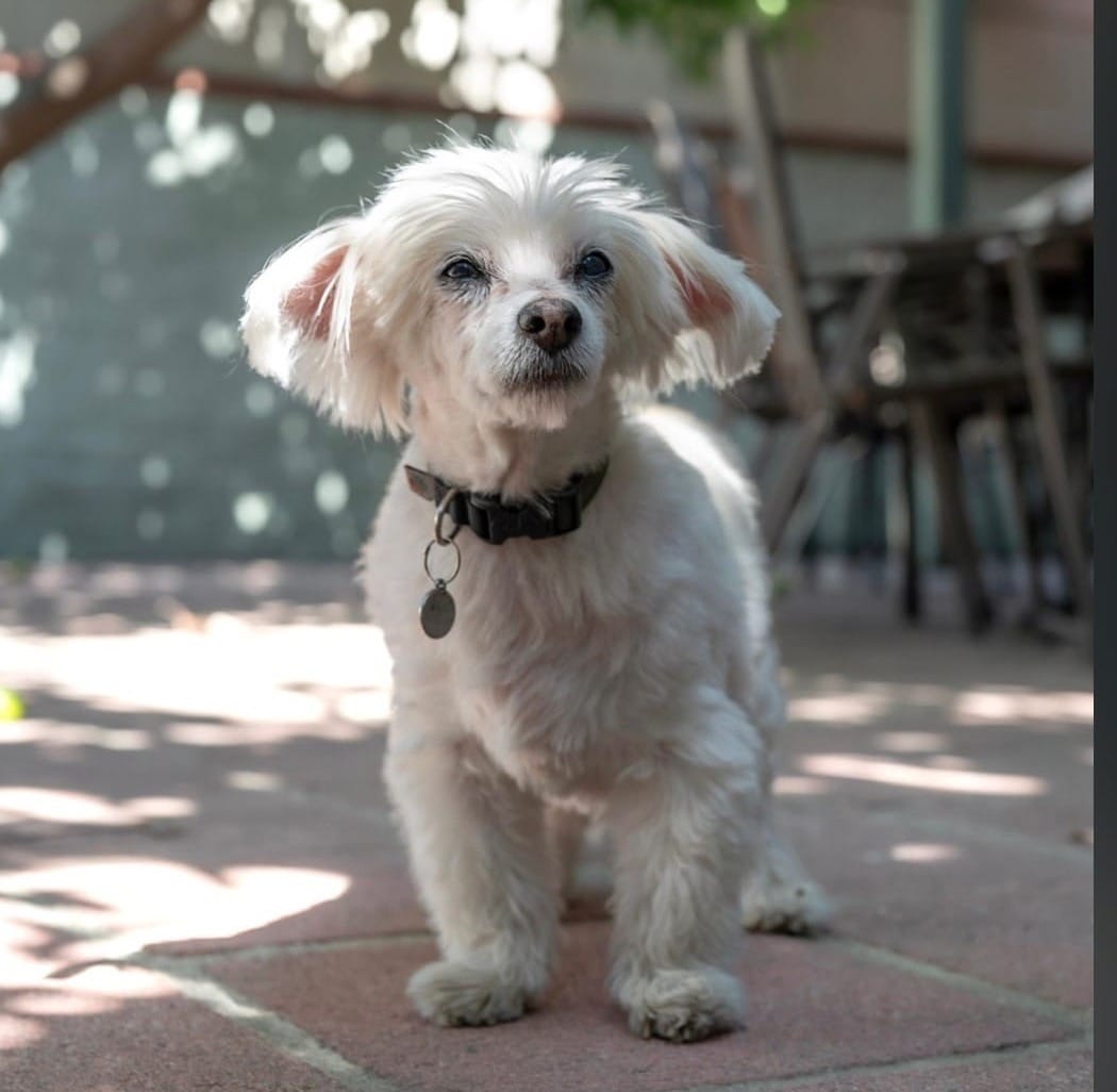 A white dog stands pensively on a brick patio outside.