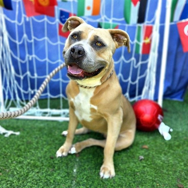 A cute beige dog sits on artificial turf in front of a soccer goal net.