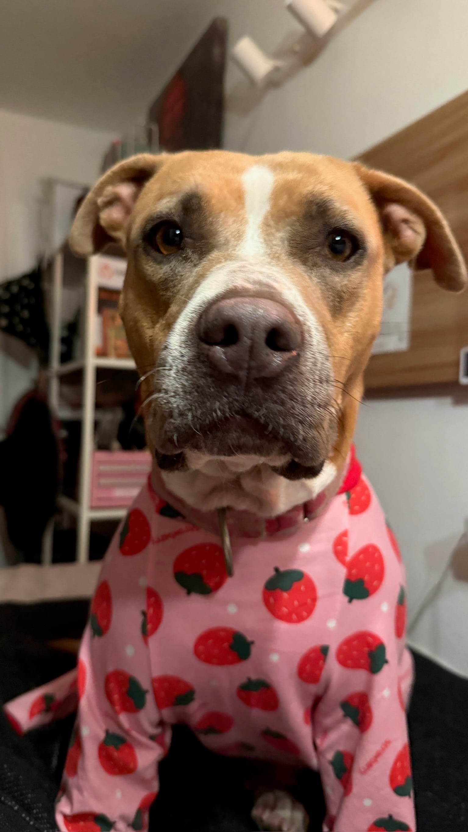 A dog wears a pink shirt that has red drawings of strawberries on it.