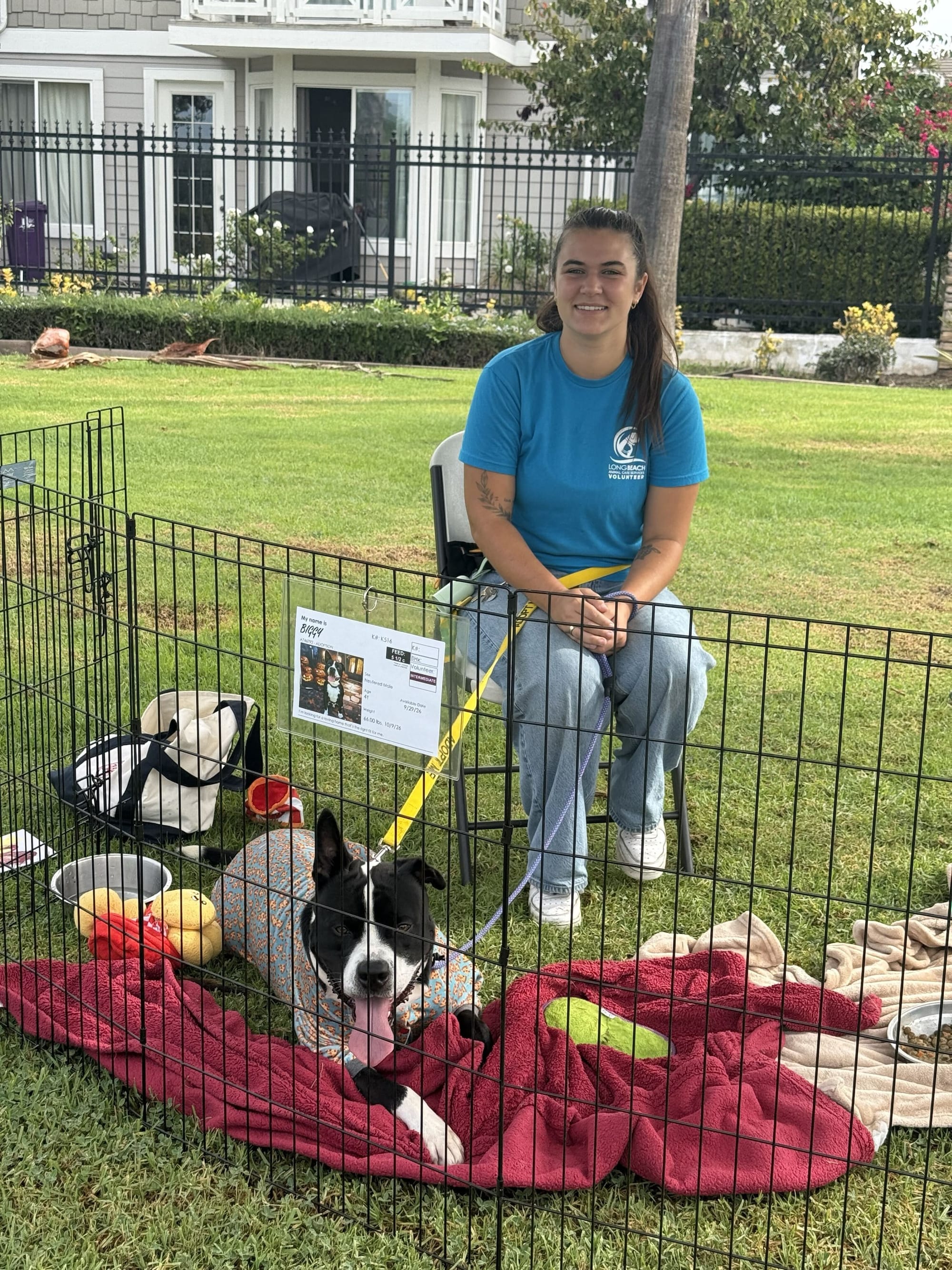 A dog in a colorful sweater lays down outside next to a small fence near a woman sitting in a chair.