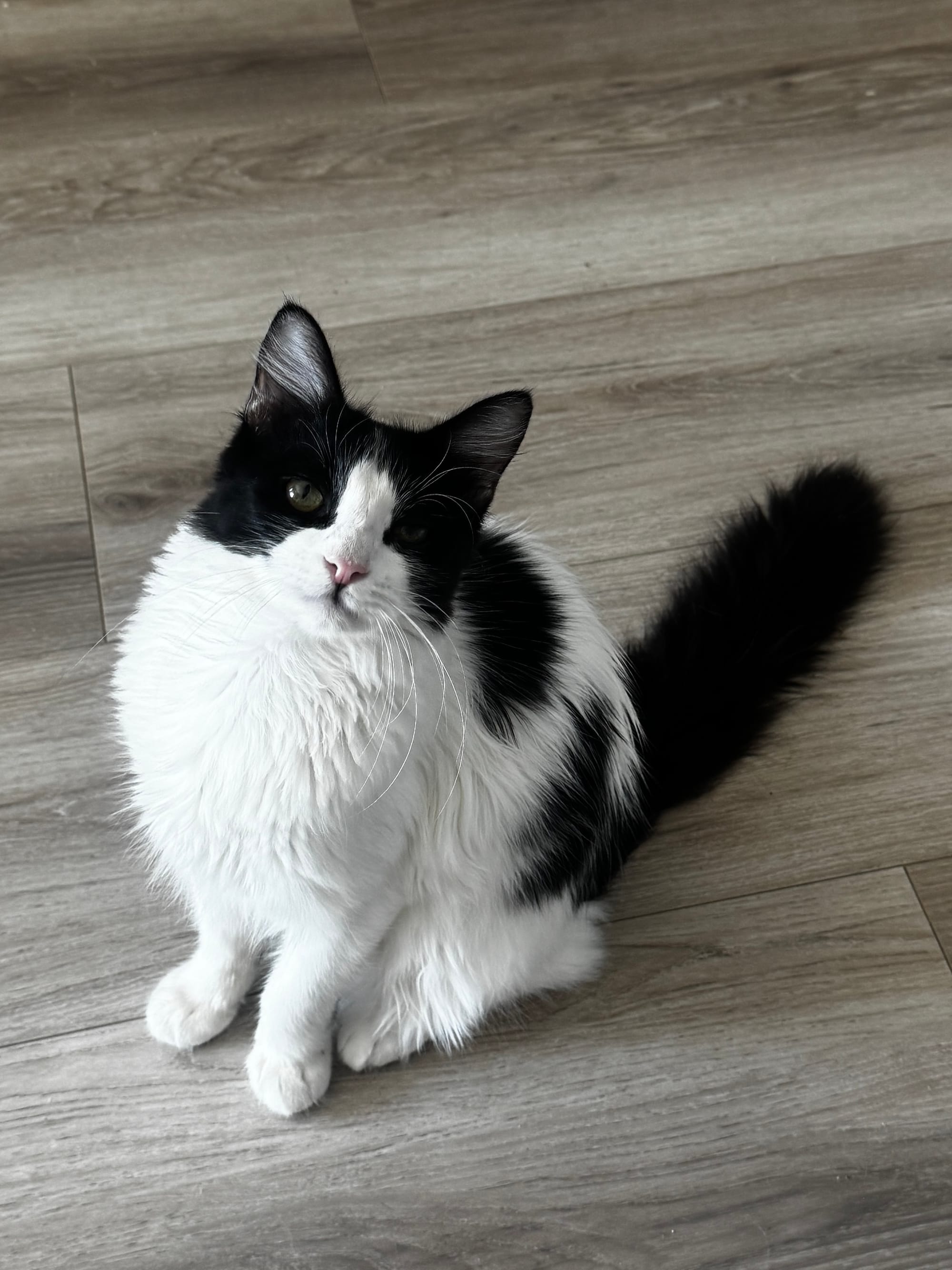 A black and white cat sits on the floor and looks up.