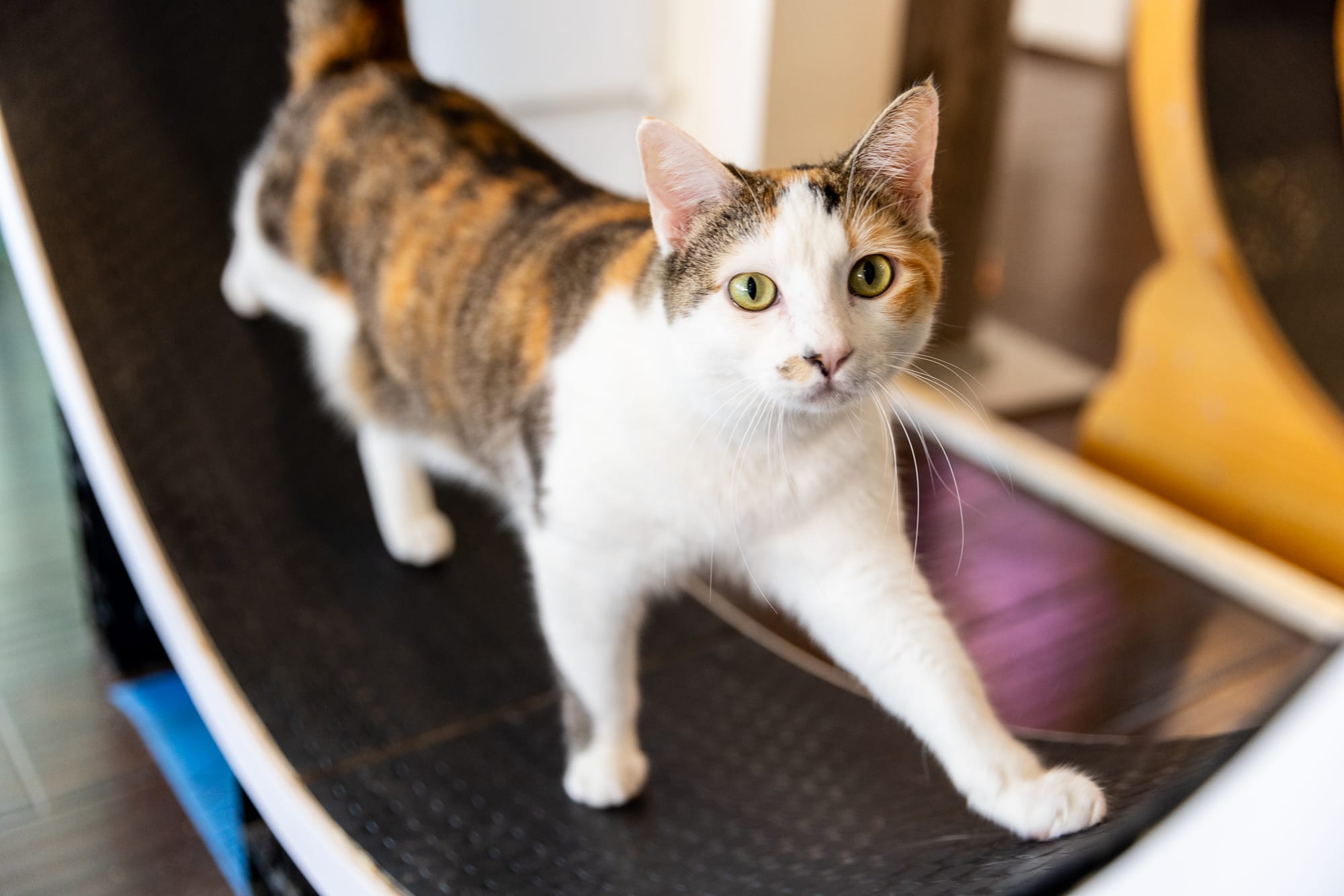 A beautiful orange and white cat walks on a curved treadmill.