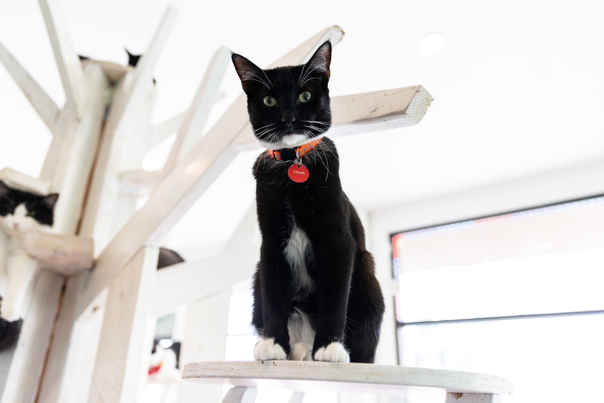 A black and white cat wearing a collar that says "Chuck" sits on a stool.