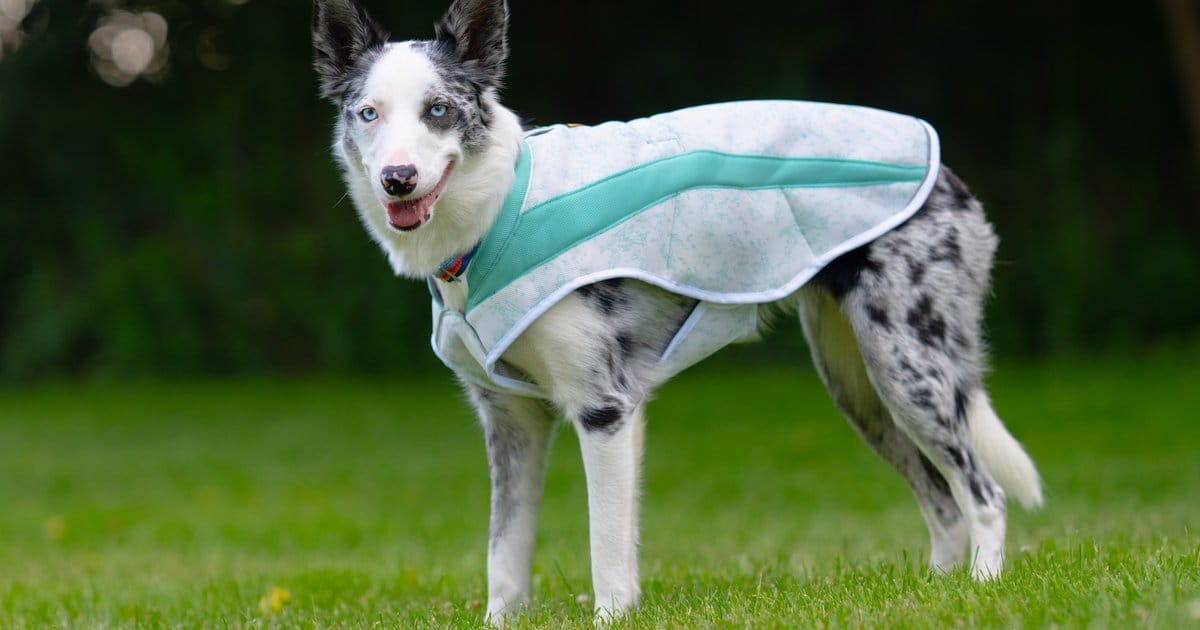 A striking white and black dog wears a white and teal vest while standing on the grass.
