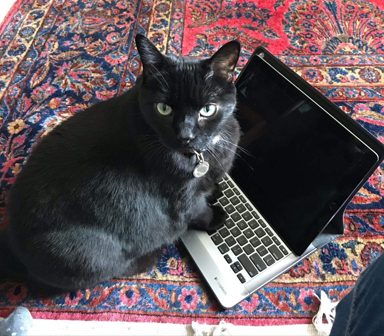 A black cat rests its front paws on the keyboard of a tablet computer.