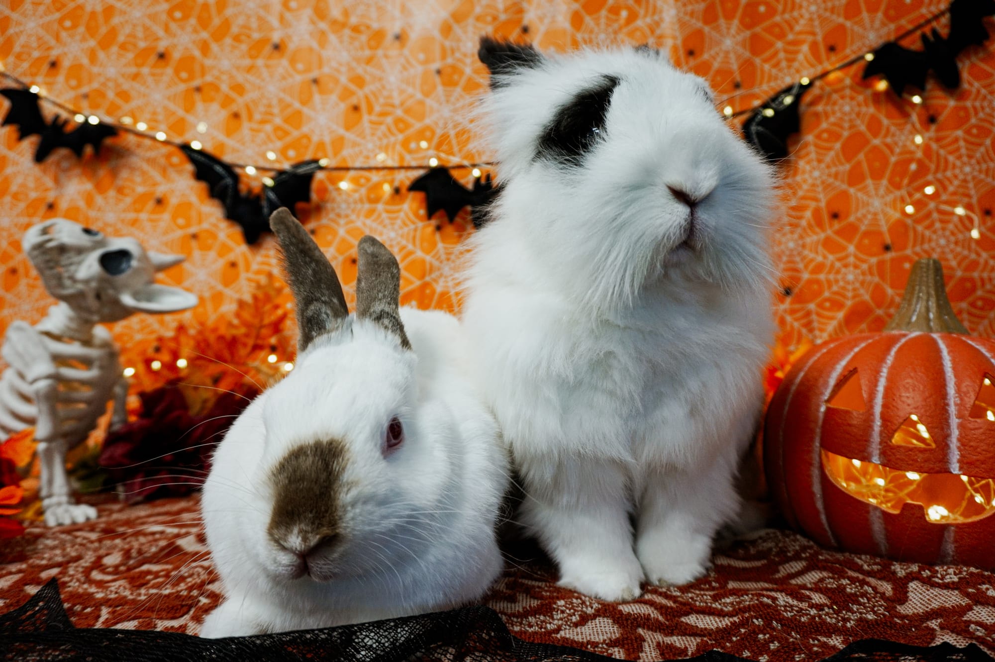 Two mostly white bunnies sit next to a jack-o-lantern.
