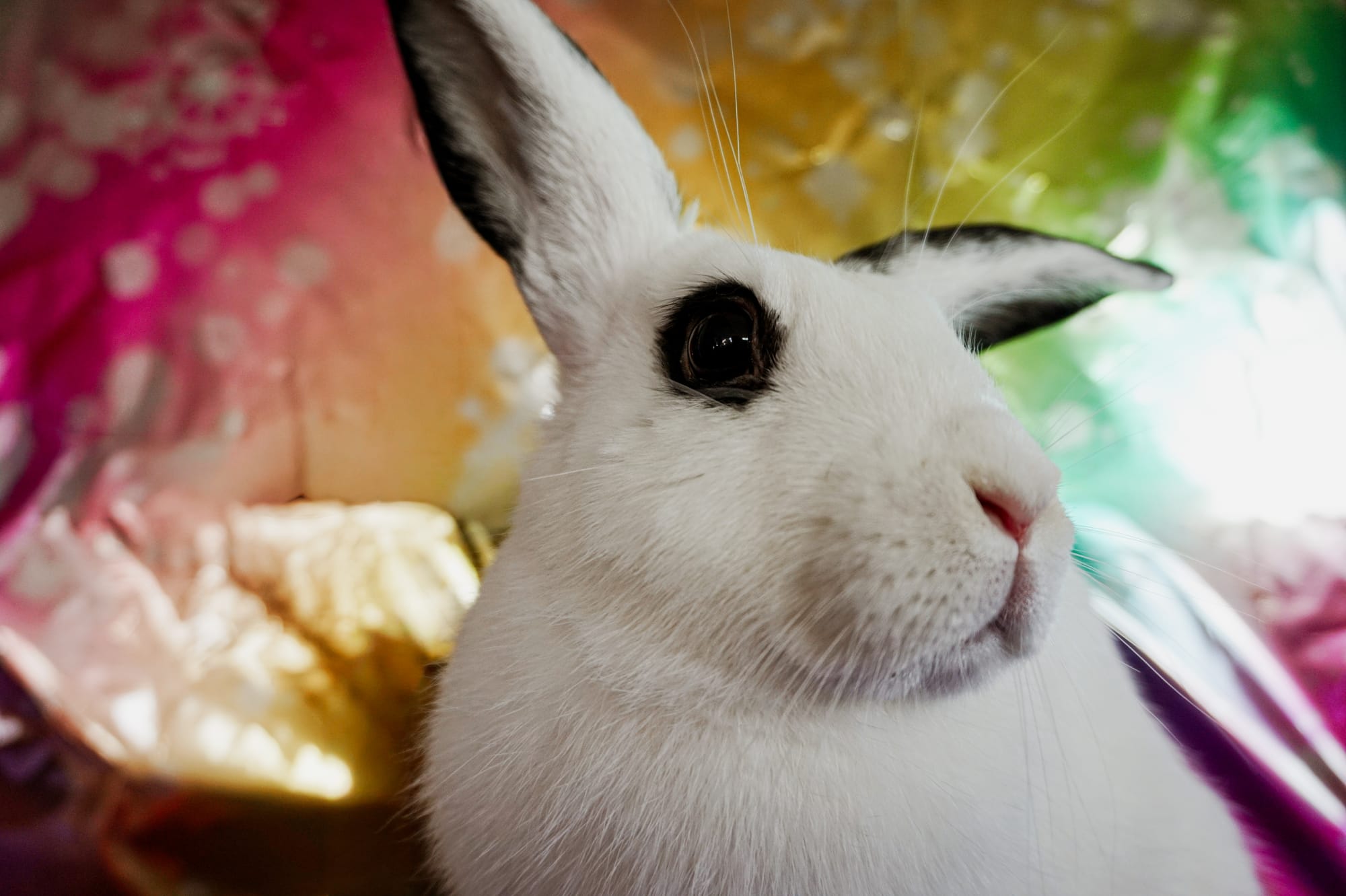 A mostly white bunny with black spots sits in front of a colorful background.