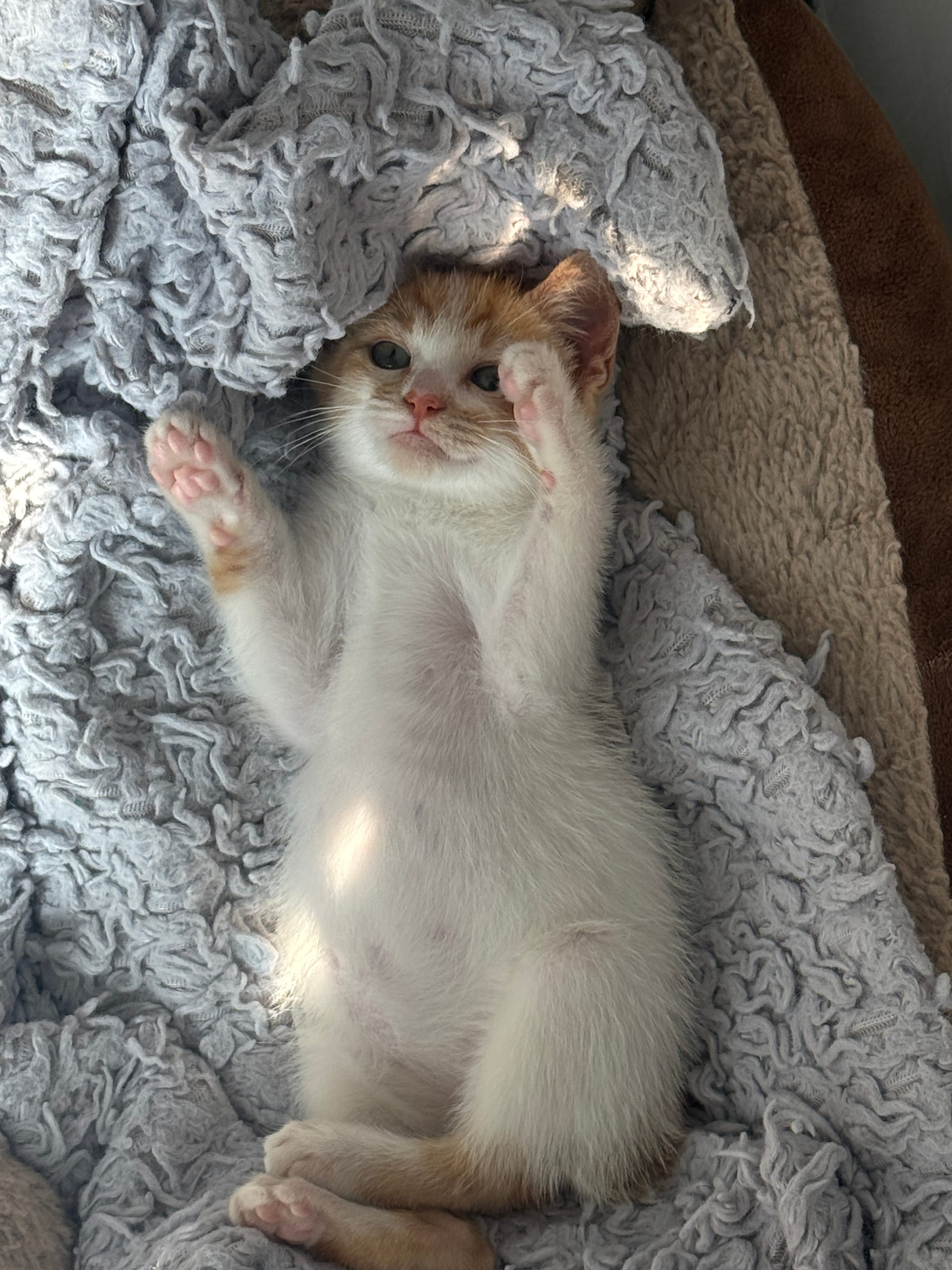 A white and beige kitten lays on her back on a gray blanket.