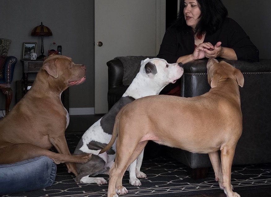 Three large dogs pay close attention to a woman sitting in a chair in a living room.