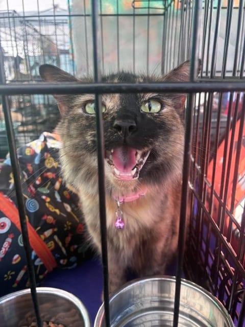 A brown cat opens its mouth while sitting in a kennel next to food and water bowls.