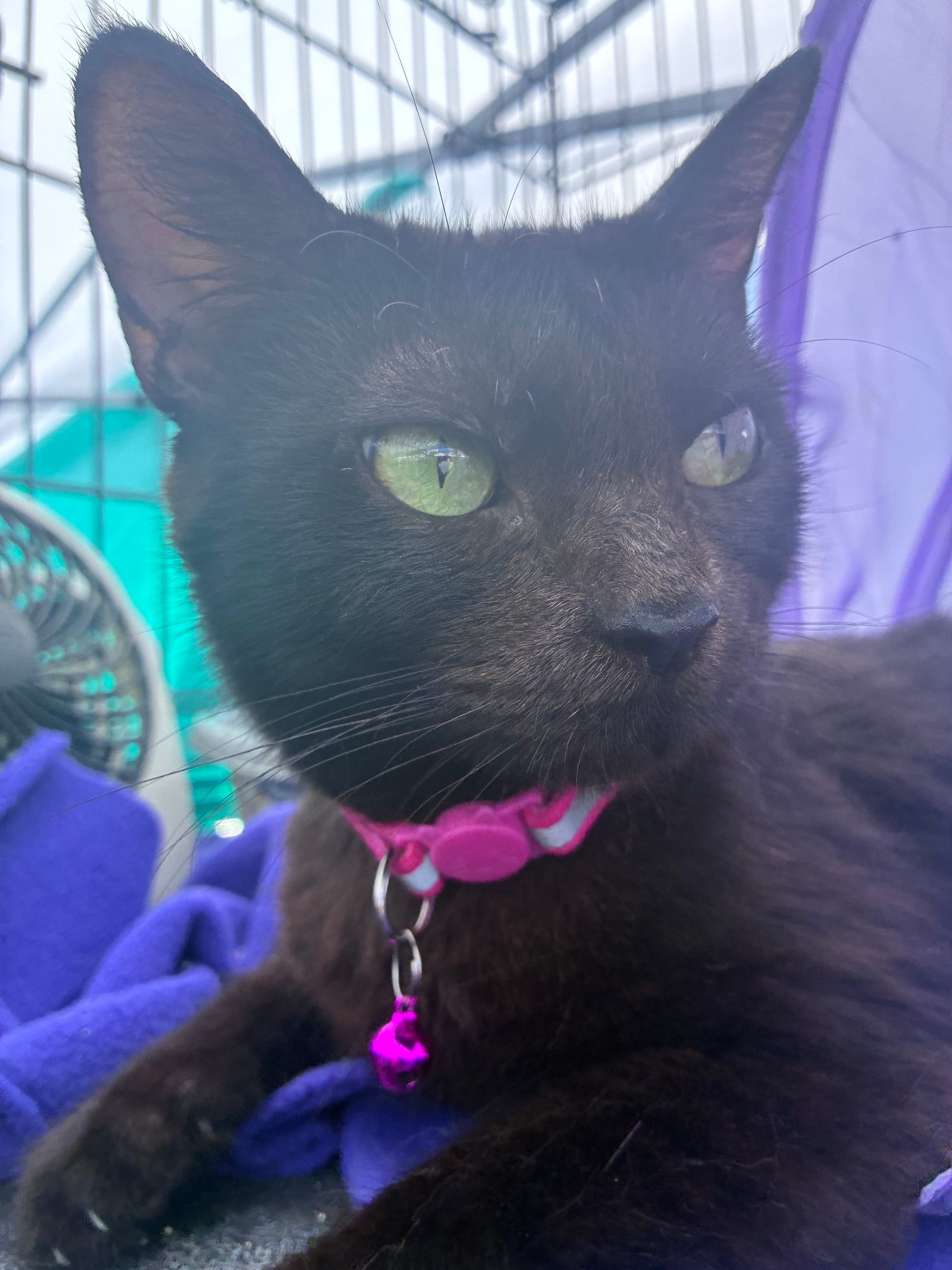A black cat wears a little pink collar.