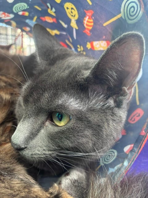 A gray cat rests comfortably.