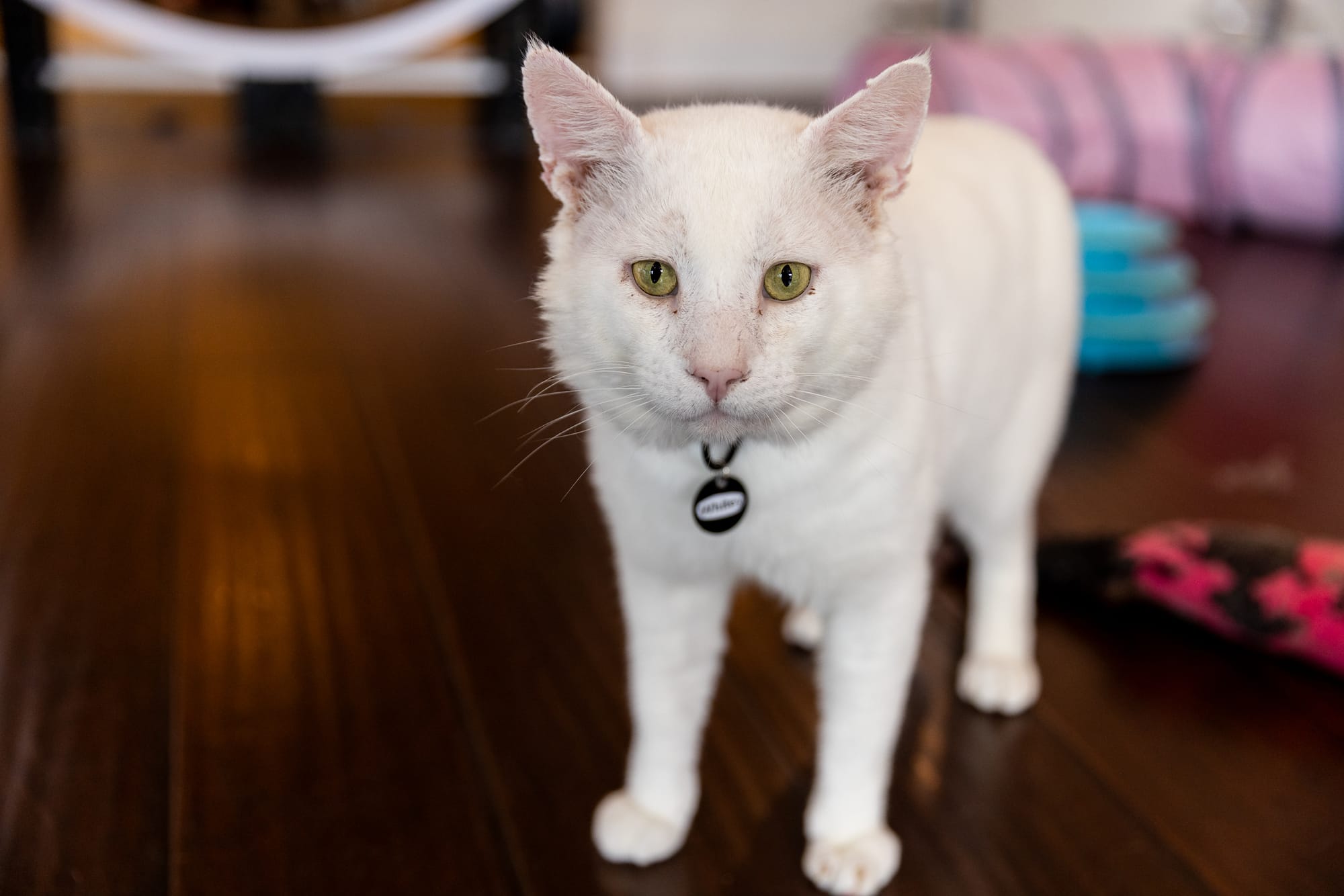 A white cat wearing a collar that says "Whitey."