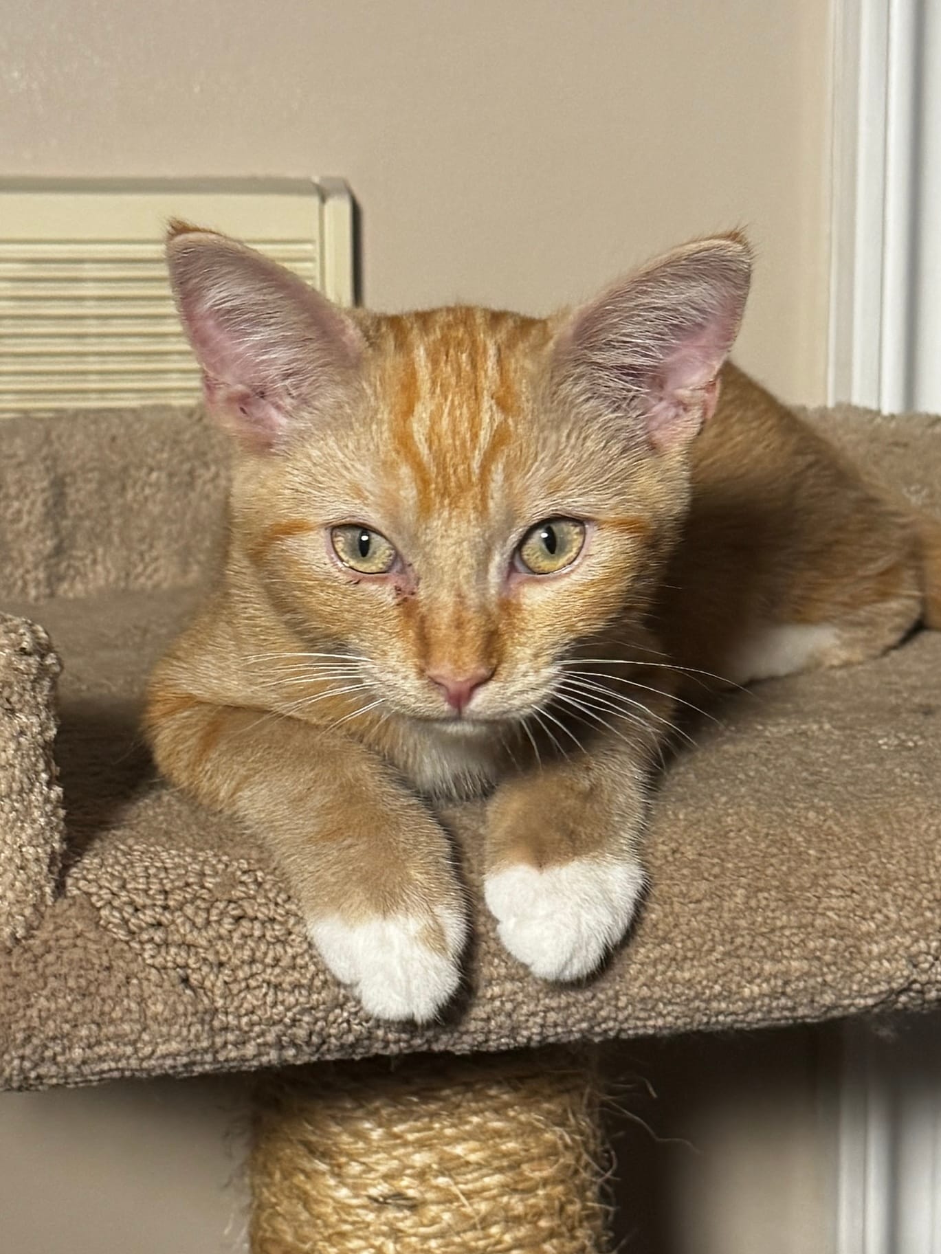An orange cat rests on a cat tower.