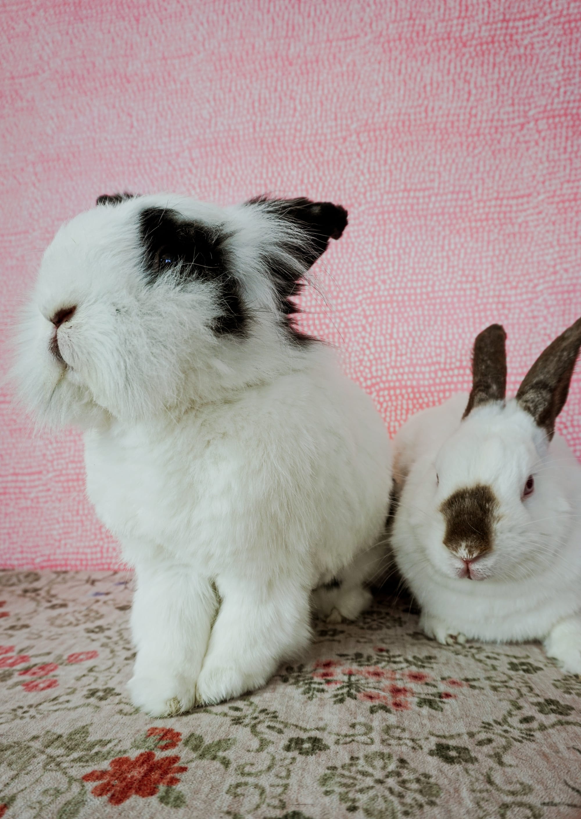 Two white bunnies with black spots sit quietly.