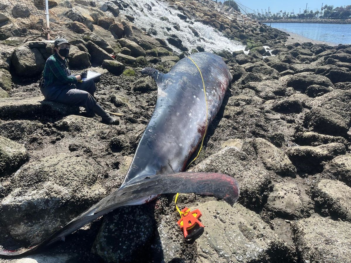 Minke whale dies after days trapped in Long Beach harbor